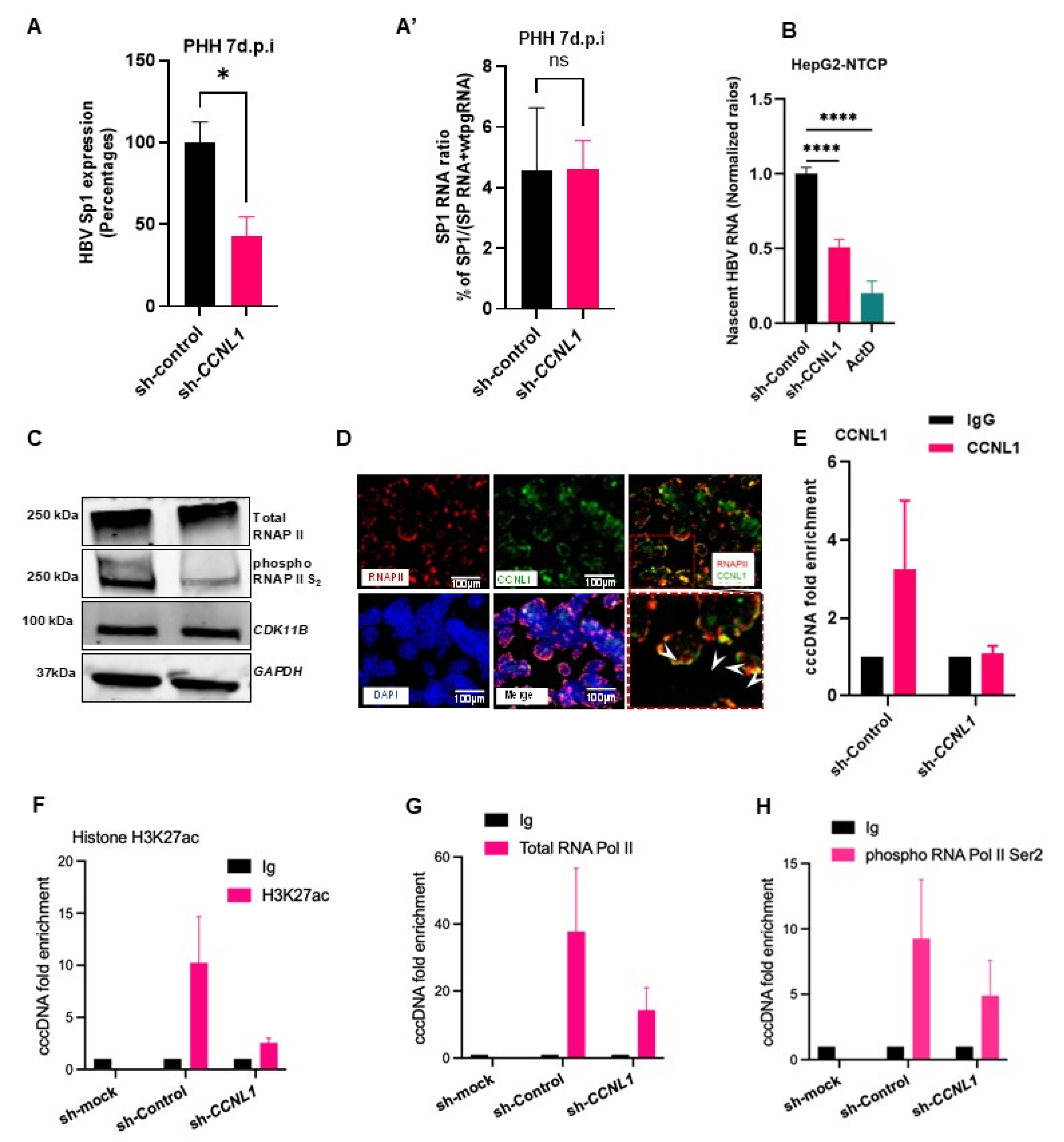 Identification of Cyclin L1 as a Host Factor Regulating Hepatitis B ...