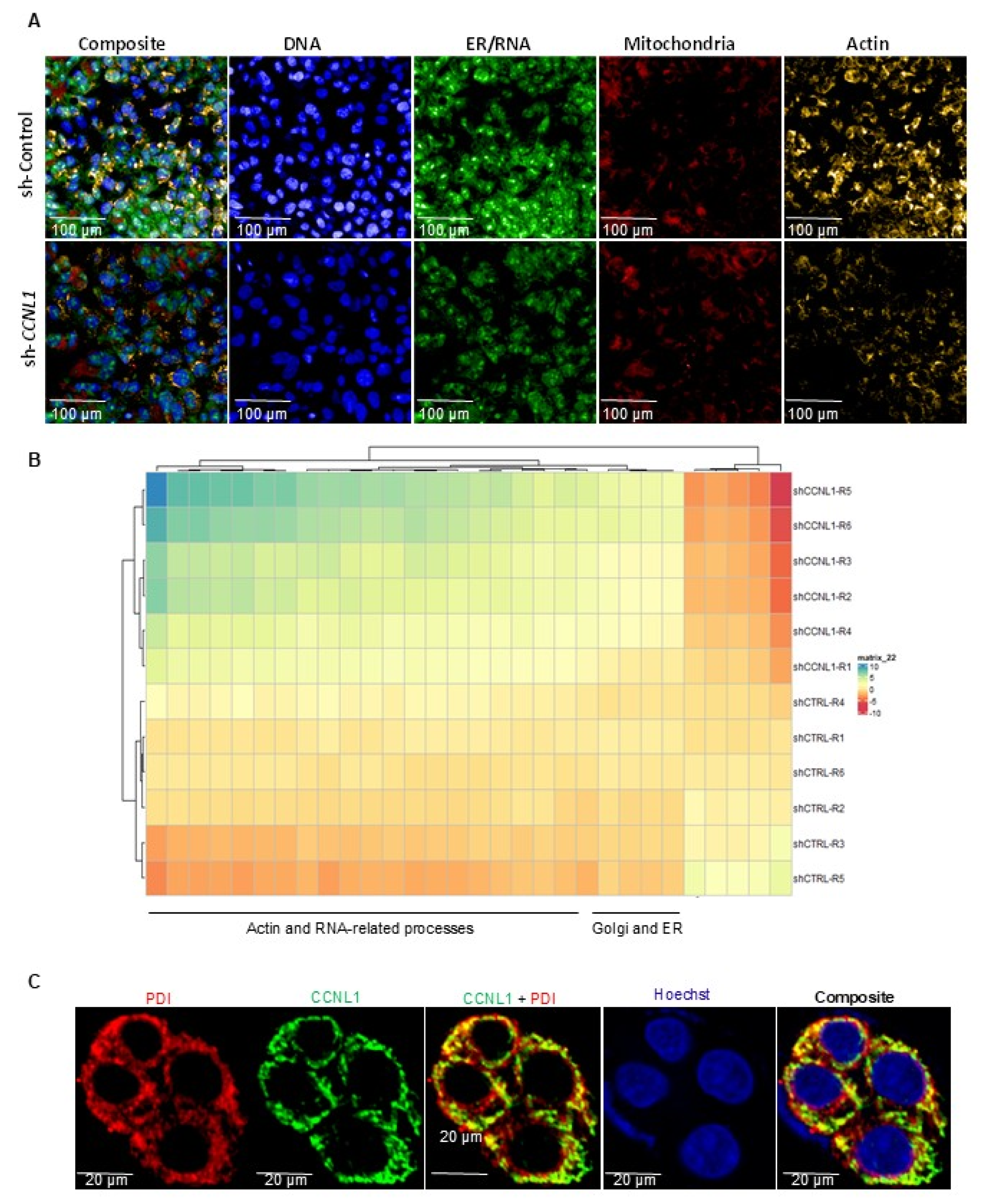 Identification of Cyclin L1 as a Host Factor Regulating Hepatitis B ...