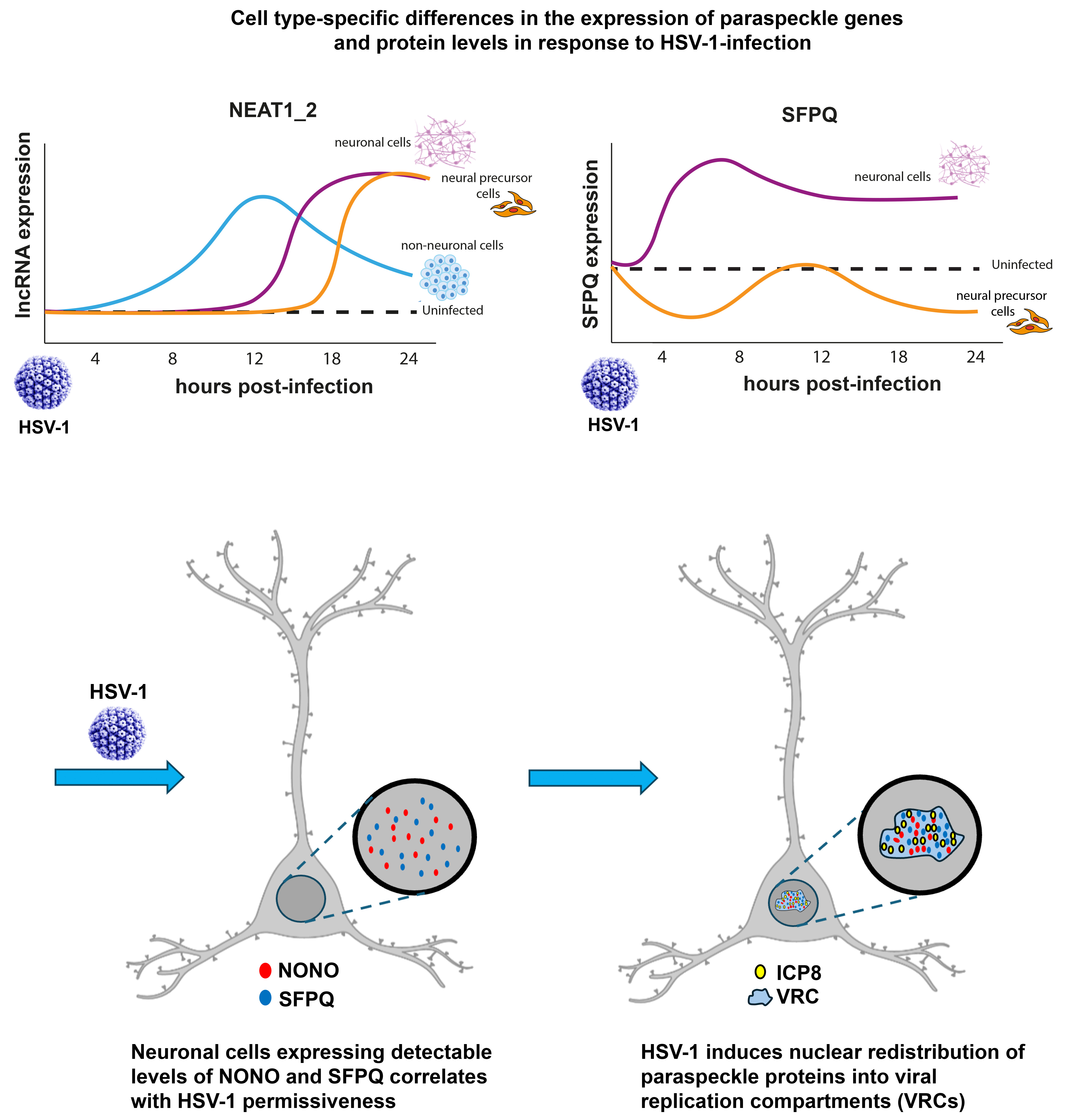 Dynamics of Paraspeckle Components in Herpes Simplex Virus 1 (HSV-1 ...