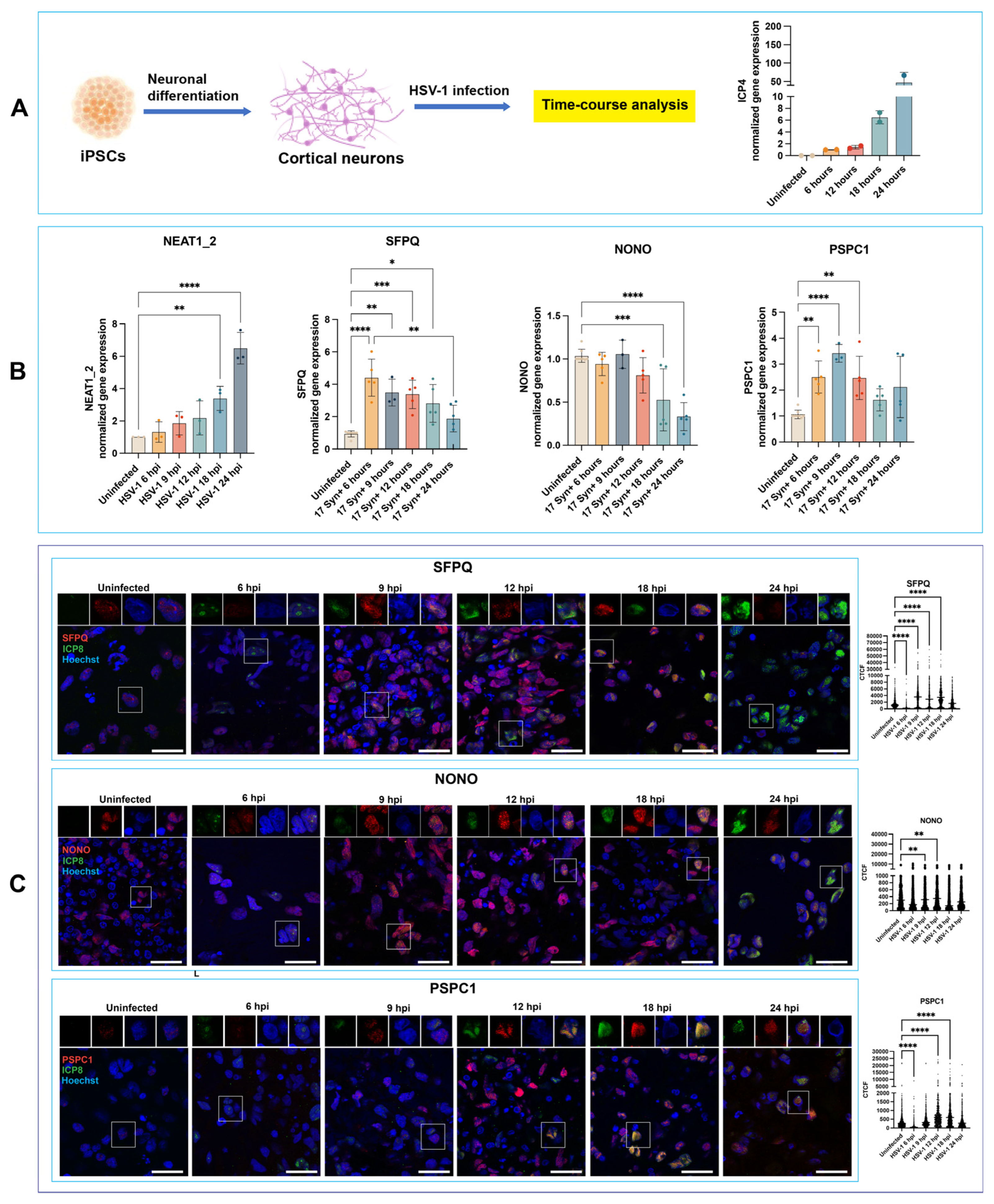 Dynamics of Paraspeckle Components in Herpes Simplex Virus 1 (HSV-1 ...
