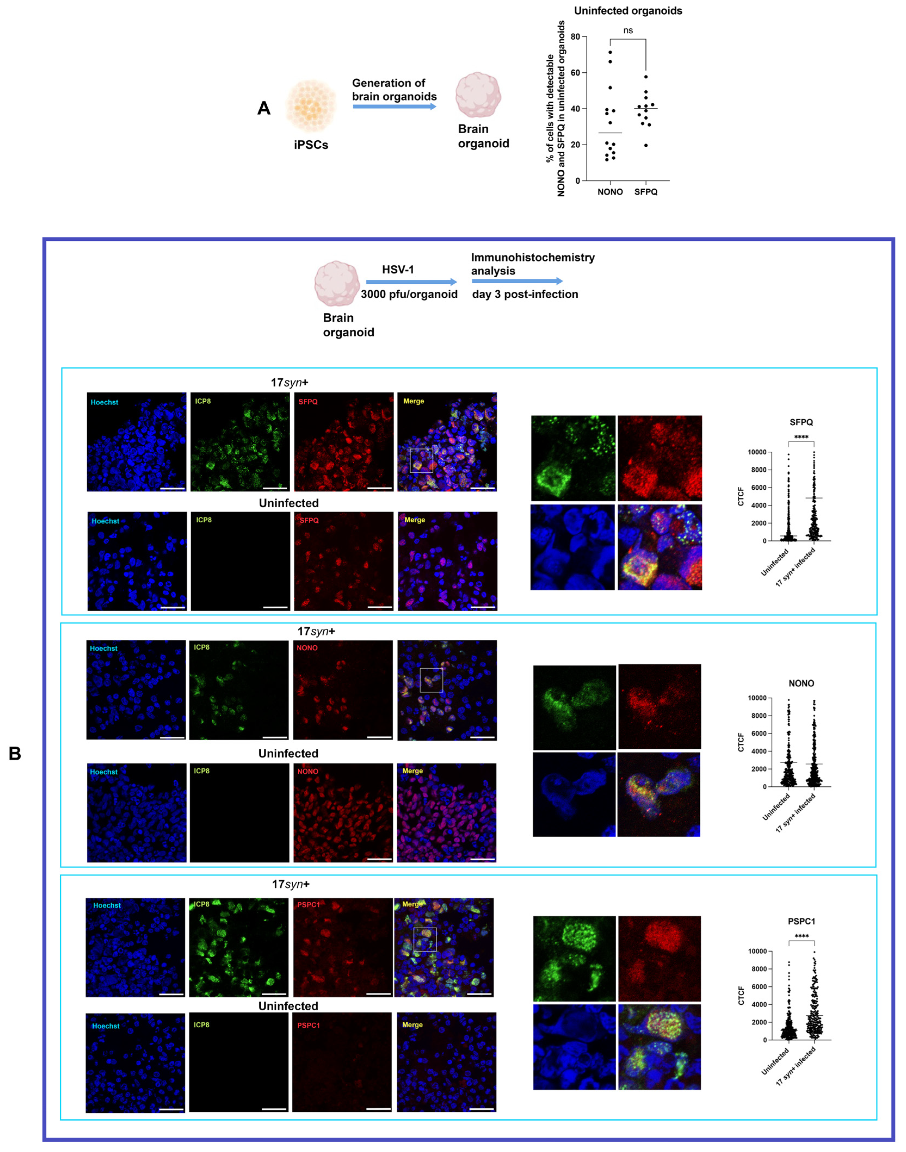 Dynamics of Paraspeckle Components in Herpes Simplex Virus 1 (HSV-1 ...