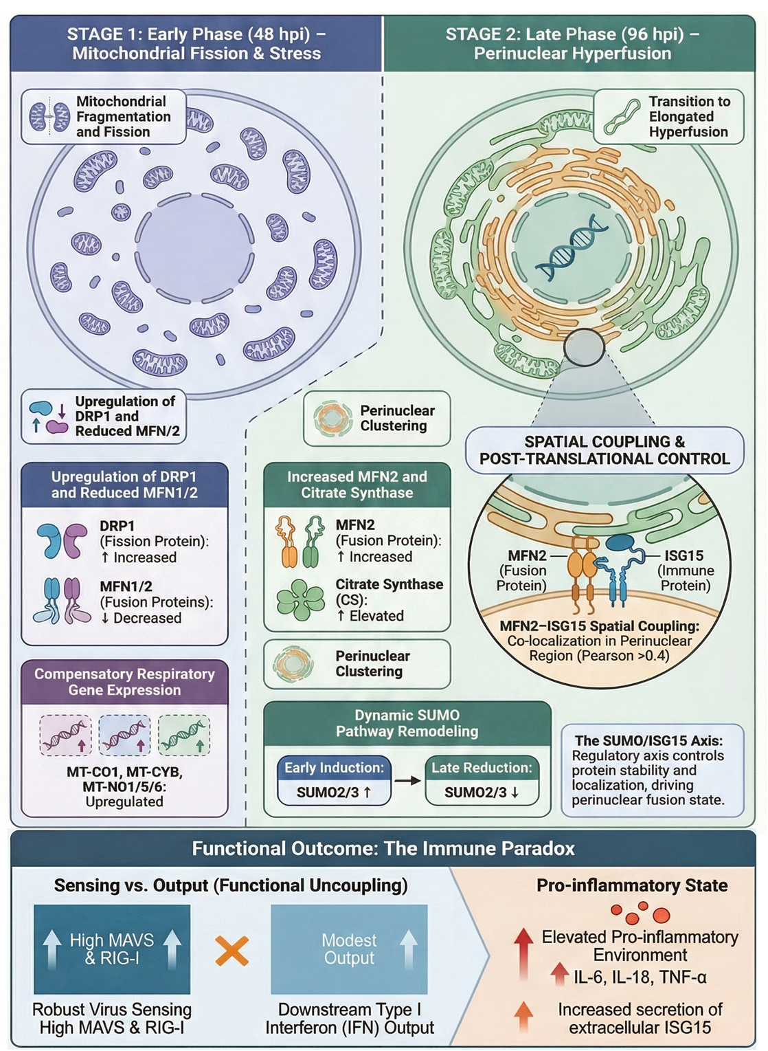 Exploring Key Regulators of Mitochondrial Dynamics and Immune Response ...