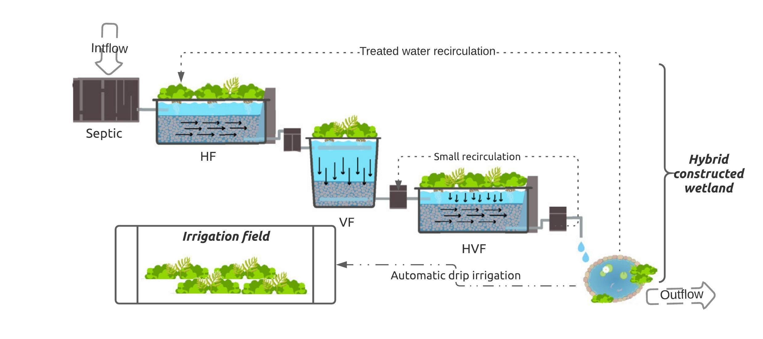 Assessment of pathogen removal efficiency of vertical flow constructed  wetland treating septage