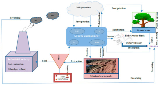 Environmental Impacts of Selenium Contamination: A Review on Current ...