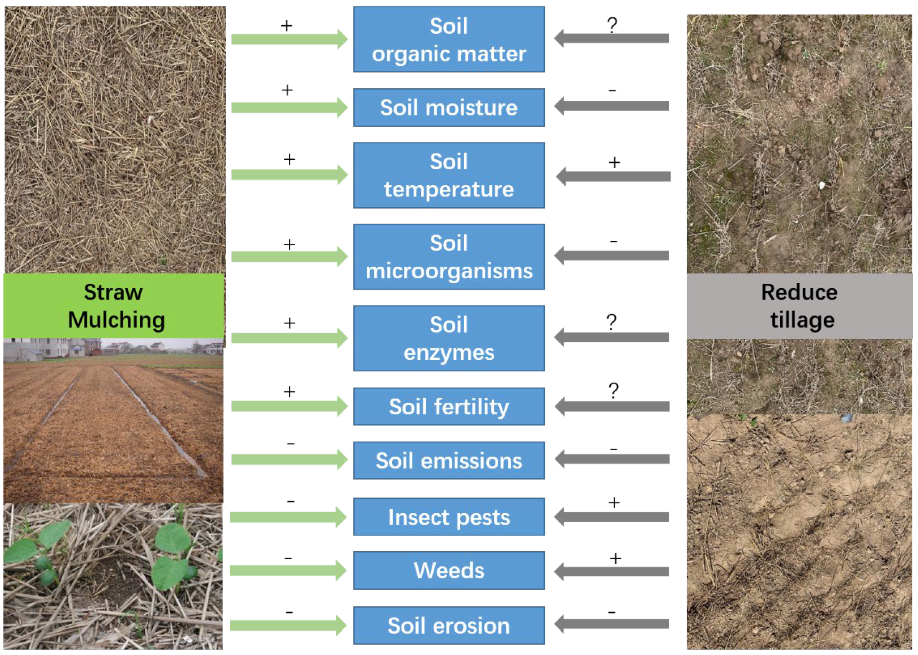 Compare the Use of Manure And Fertilizers in Maintaining Soil Fertility: Benefits Revealed