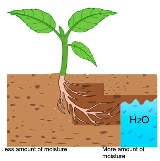 water-free-full-text-hydrotropism-understanding-the-impact-of