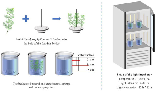 Water | Free Full-Text | Effect and Mechanism of Applying Myriophyllum ...