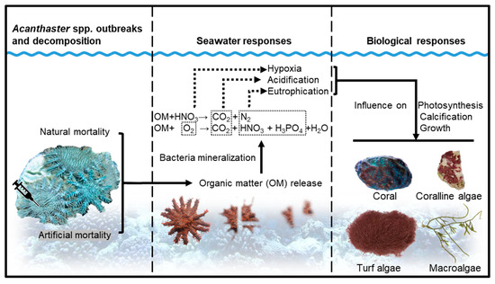 Water | Free Full-Text | Short-Term Impact of Decomposing Crown-of ...