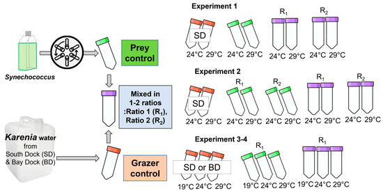 Water | Free Full-Text | Temperature-Dependent Mixotrophy in Natural ...