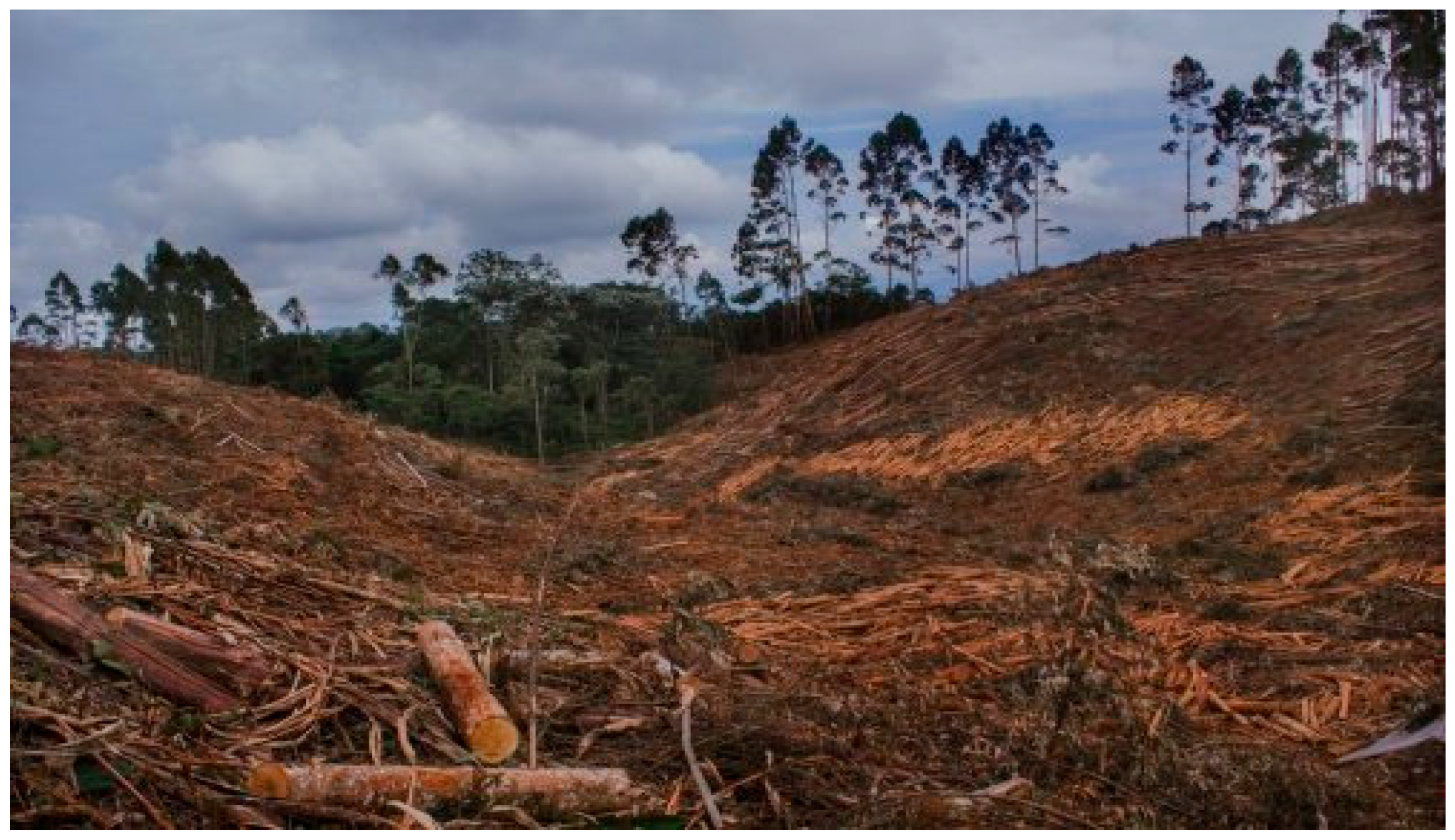 Extractivism Negative Effects of Forest Extractivism on the Water Crisis in Rural ...