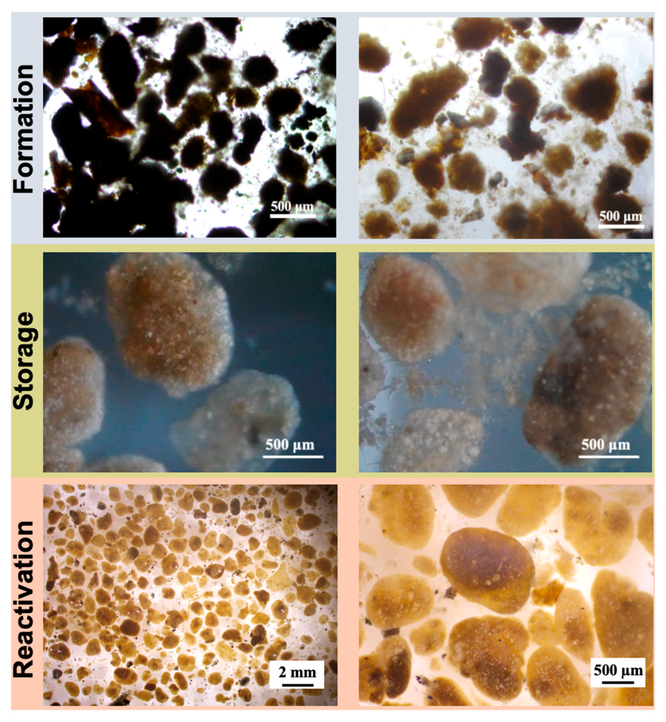 Formation, Storage and Reactivation of Aerobic Granular Sludge in Real ...