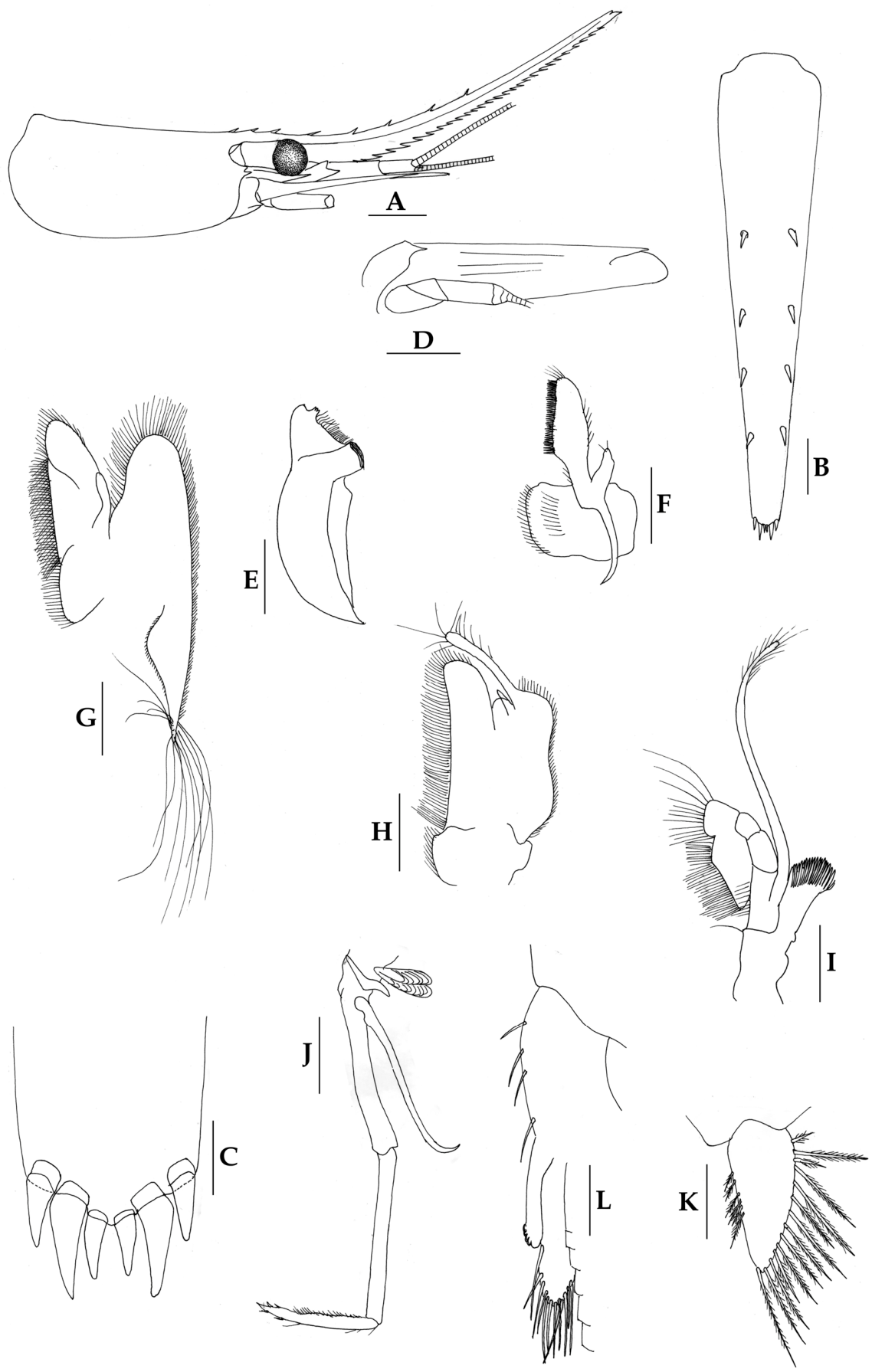 Gracidina, New Genus, Proposed for Caridina gracilirostris De Man, 1892 ...