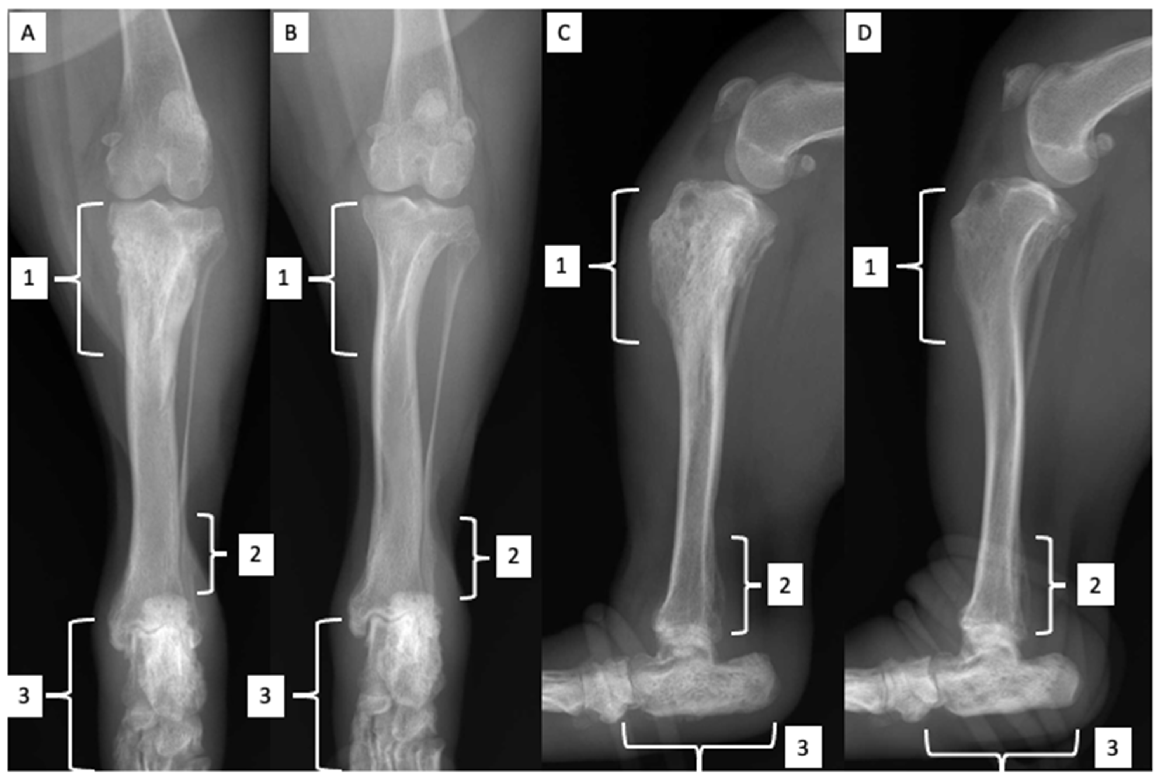 Zoonotic Diseases | Free Full-Text | Bone Lesions in a Young Dog and a NEEM (Azadirachta indica) Spray the Only Preventive Measure against Leishmaniasis: A Case Report